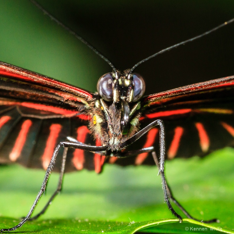 Butterfly Closeup