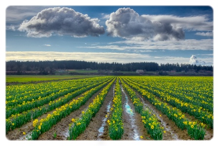 Early Daffodils in the Skagit