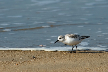 Sandpiper