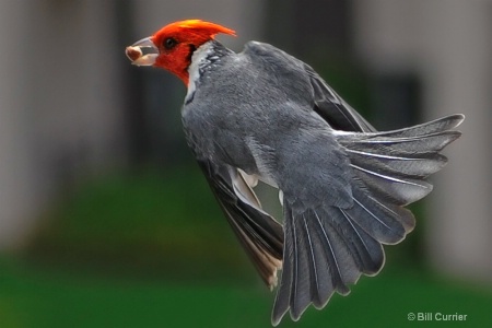 Red-Crested Cardinal - Kauai