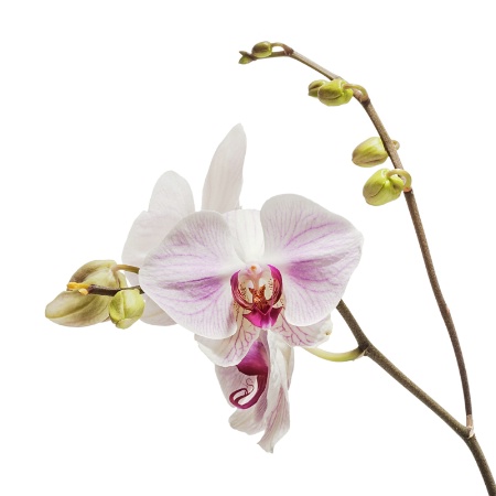 Orchid on White