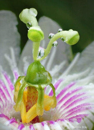 Wild passionflower 