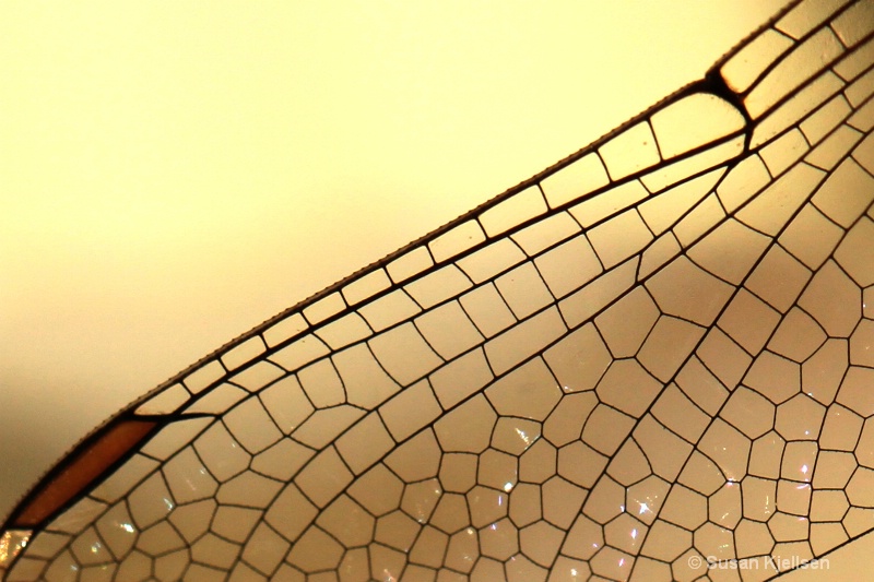 Dragonfly wing