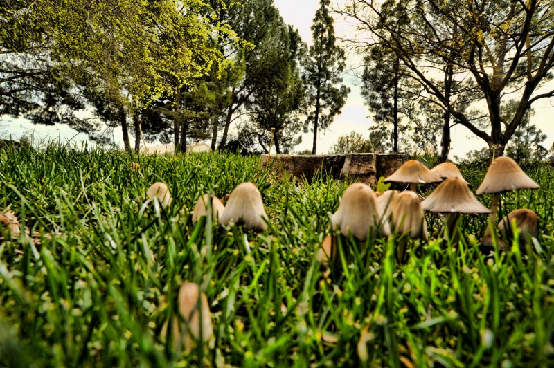 Mushroom before shot.