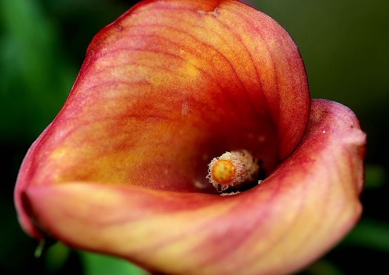 cala lily