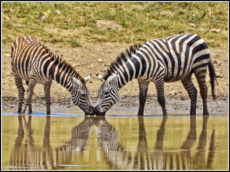 Drinking Buddies