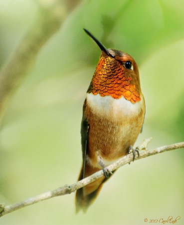 Rufous Hummingbird