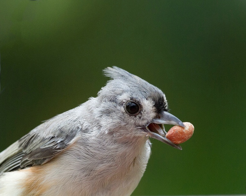 Tufted Titmouse