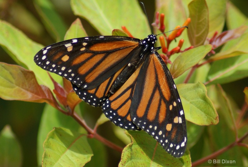 Monarch Butterfly