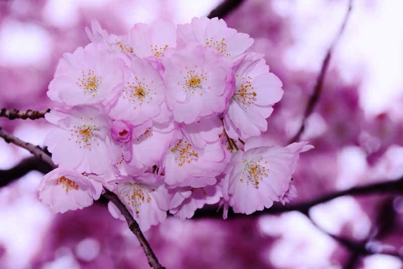 CHERRY BLOSSOMS