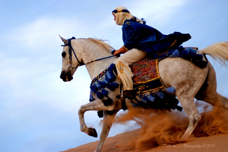 Arab Rider