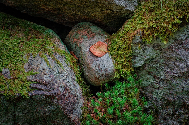 A Natural Still Life