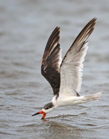 Black Skimmer