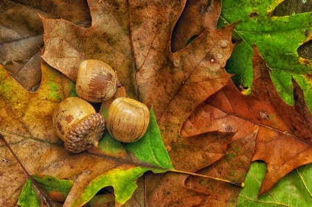 Acorns