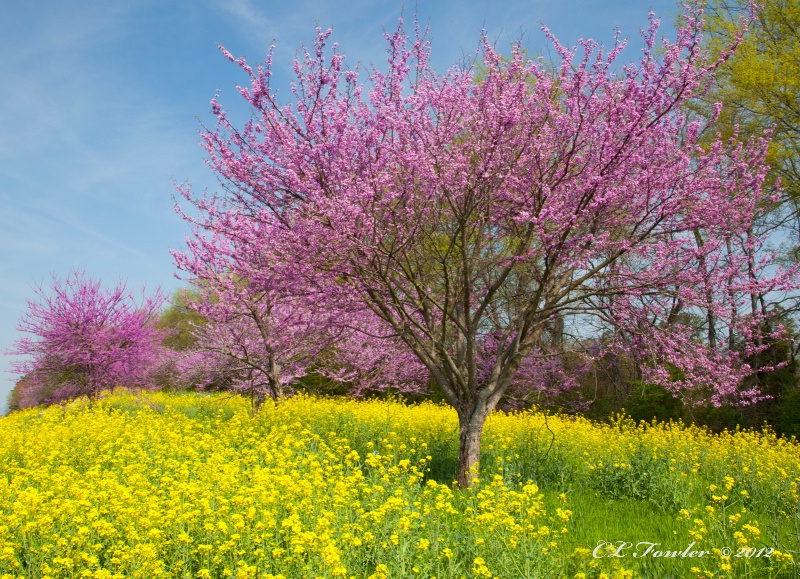 More Redbuds