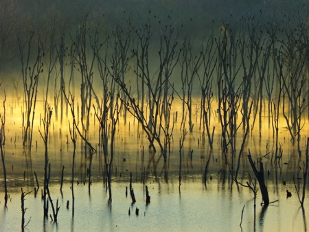 Morning on the Lake