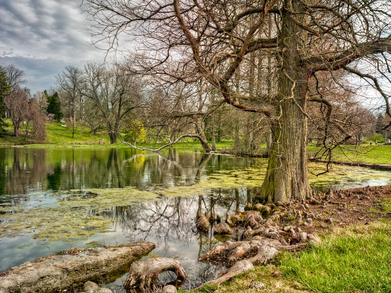 The Tree on the Bank