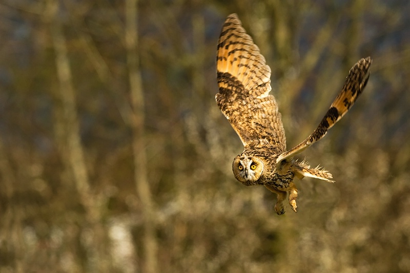 Eagle-Owl