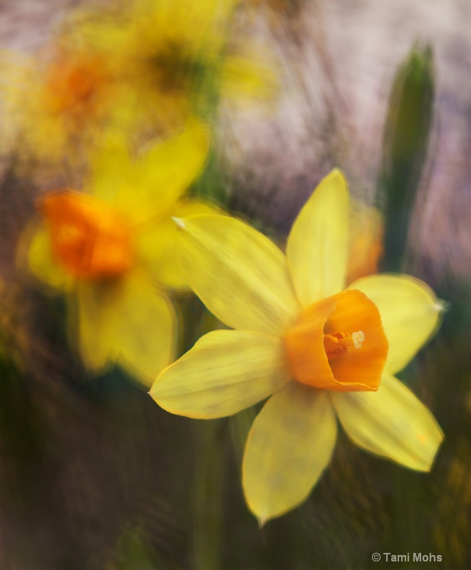 Daffodils