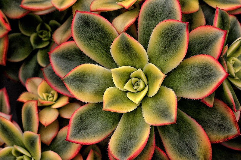 Succulent