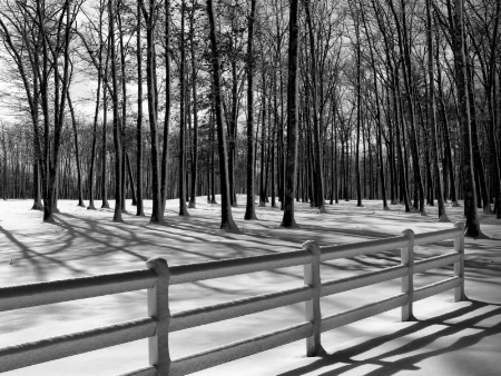 Shadow Trees