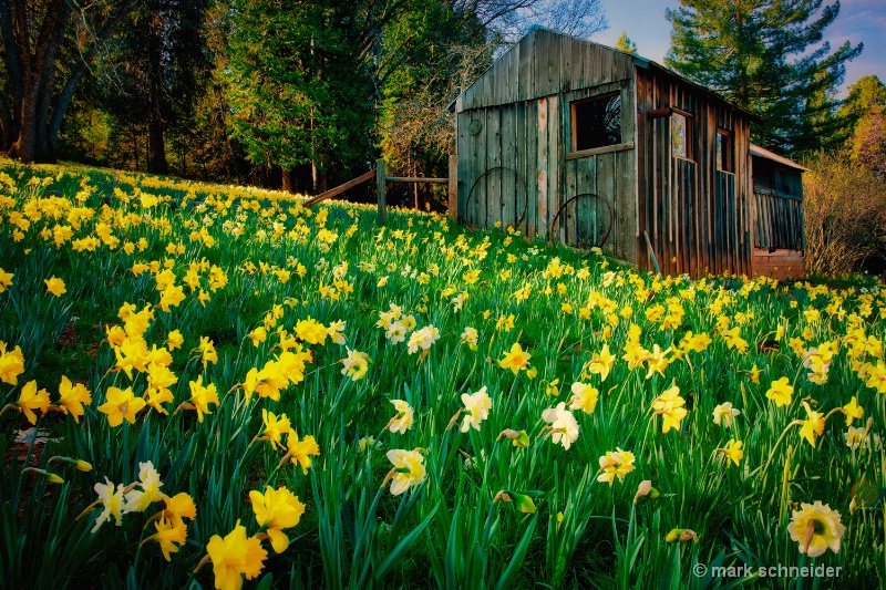 Daffodil hill # 2 - ID: 12866607 © Mark Schneider