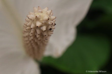 White plant