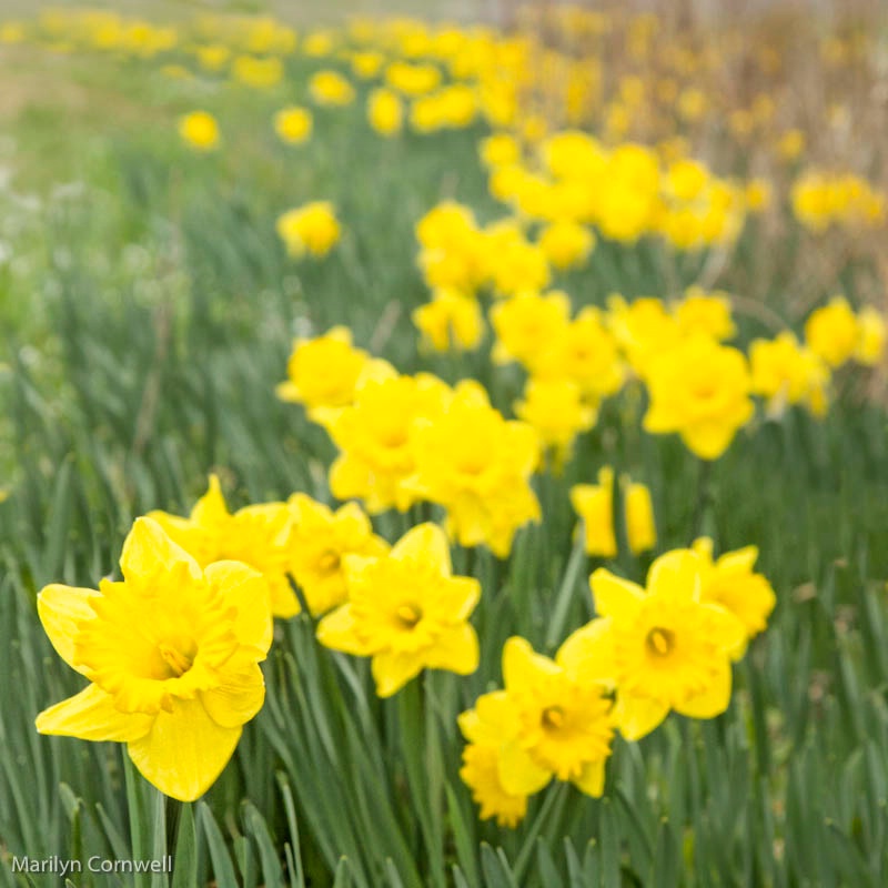 A Host of Golden Daffodils