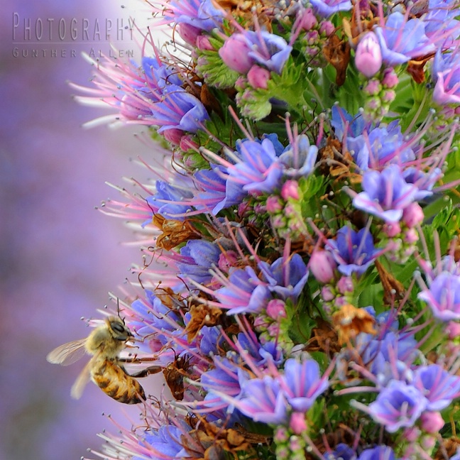 Bee on Madeira