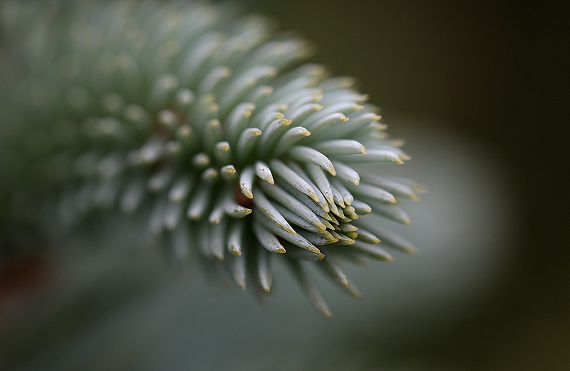 Pine Needles