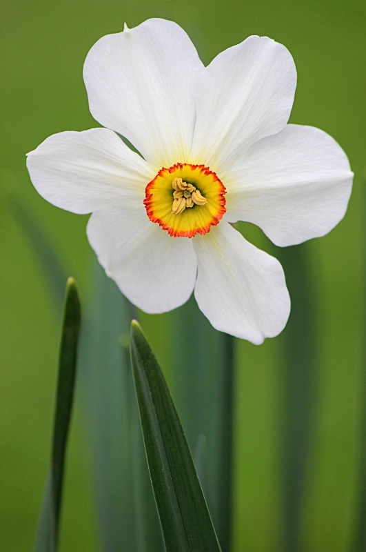 Daffodil 