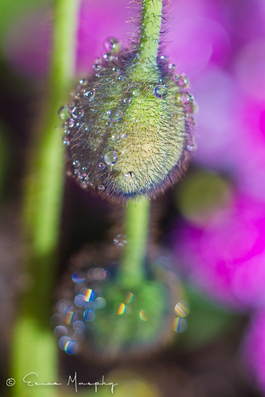 Early Morning Dew Drops