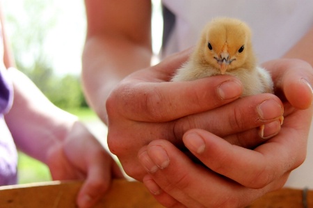 Easter Chix 