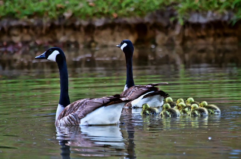 The Whole Family