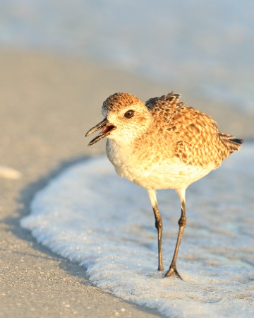 Black Bellied Plover