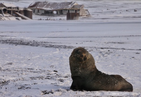 Fur Seal