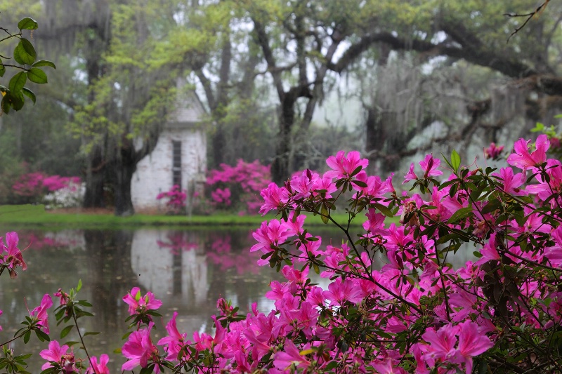 Springtime on the Plantation!