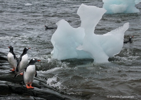 Gentoo Penguins