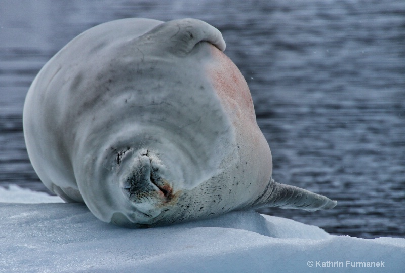 Crapeater Seal