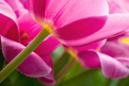 Pink Petals