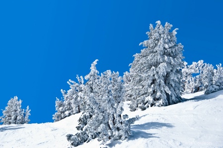 Frozen Forest