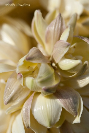 Mojave Yucca