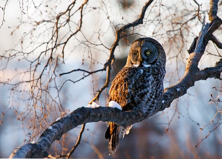 The Owl at Sunset