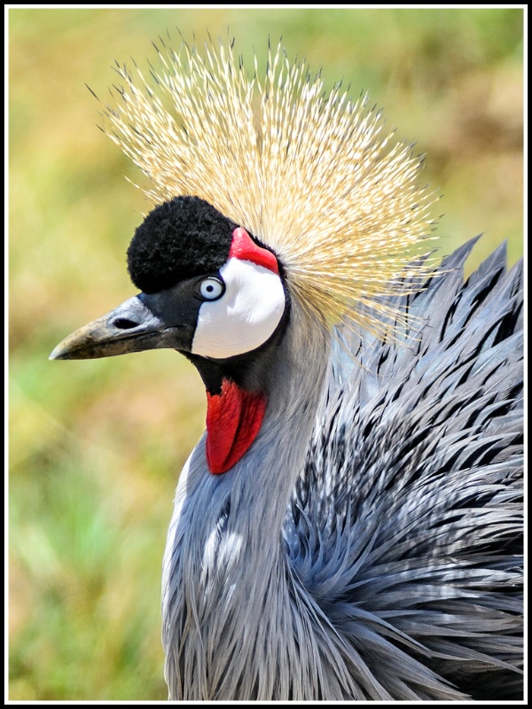 Crowned Crane