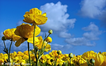 Rows of Yellow Ranunculus 