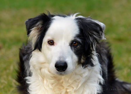 Border Collie