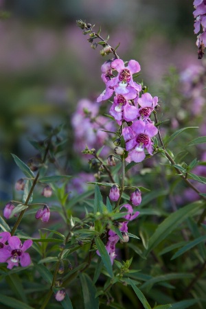 Spring Weeds