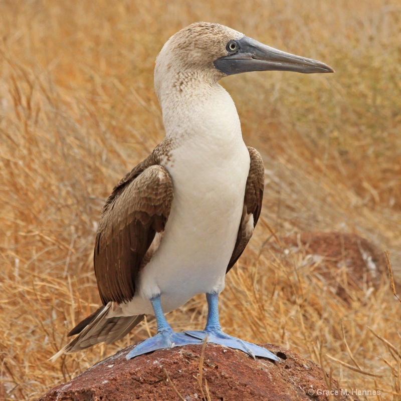 Blue-footed Booby