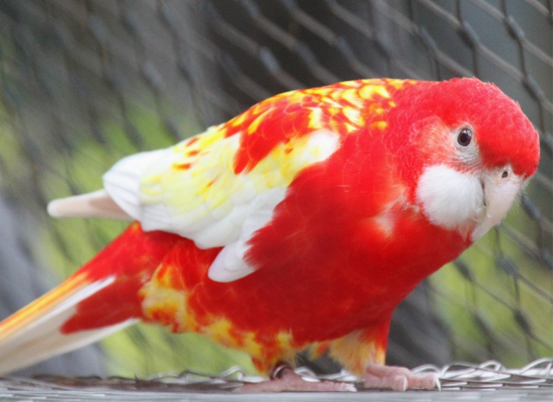 A red parrot