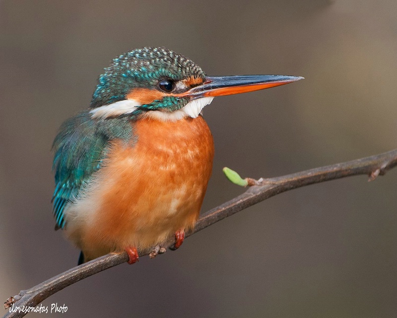 Portrait of Kingfisher #2